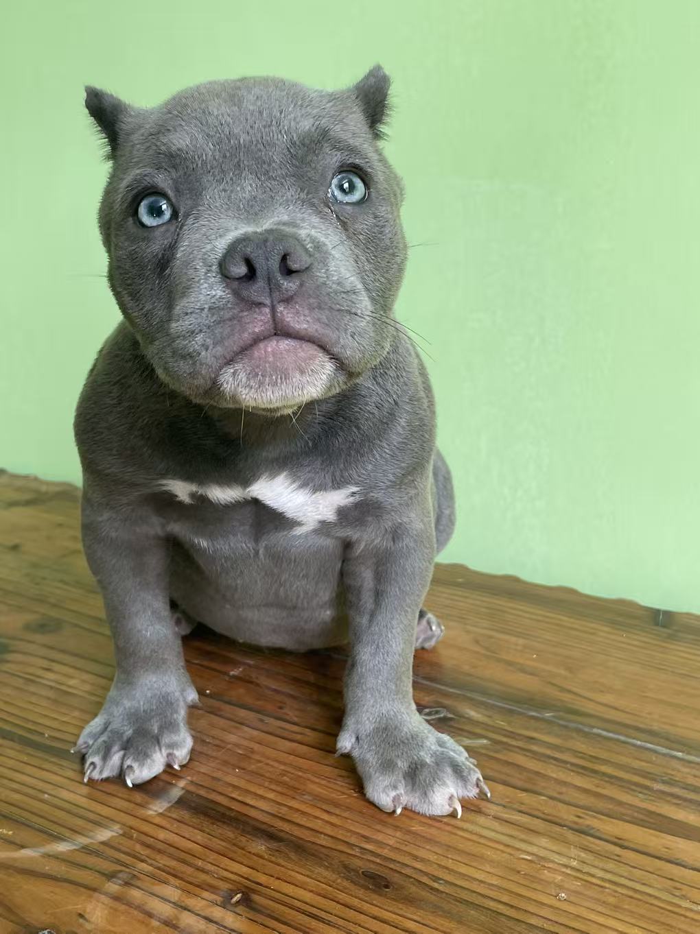 恶霸幼犬
